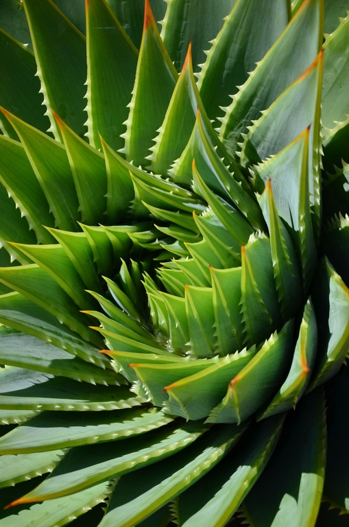 2017-03 New Zealand/Rotorua/DSC_0090.JPG